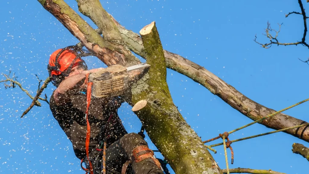 local Tree surgeons
